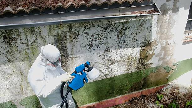 Top rated local Mold Remediation specialists in Apopka, FL
